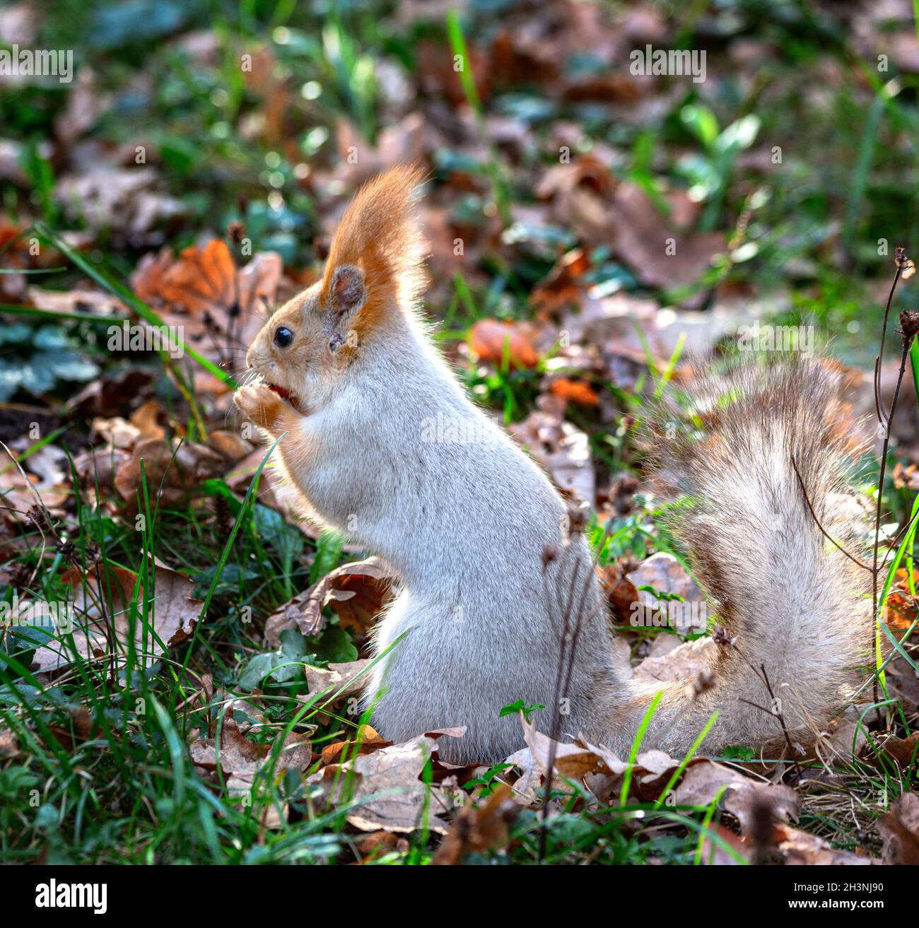 Écureuil gris moelleux dans les feuilles d'automne. Banque D'Images