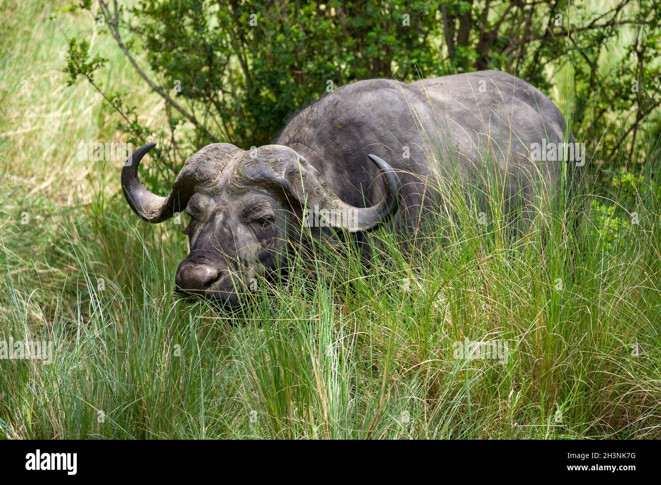 Buffle d'Afrique ou du Cap (Syncerus caffer) en herbe haute, réserve du parc national de chasse Masai Mara, Kenya, Afrique de l'est Banque D'Images