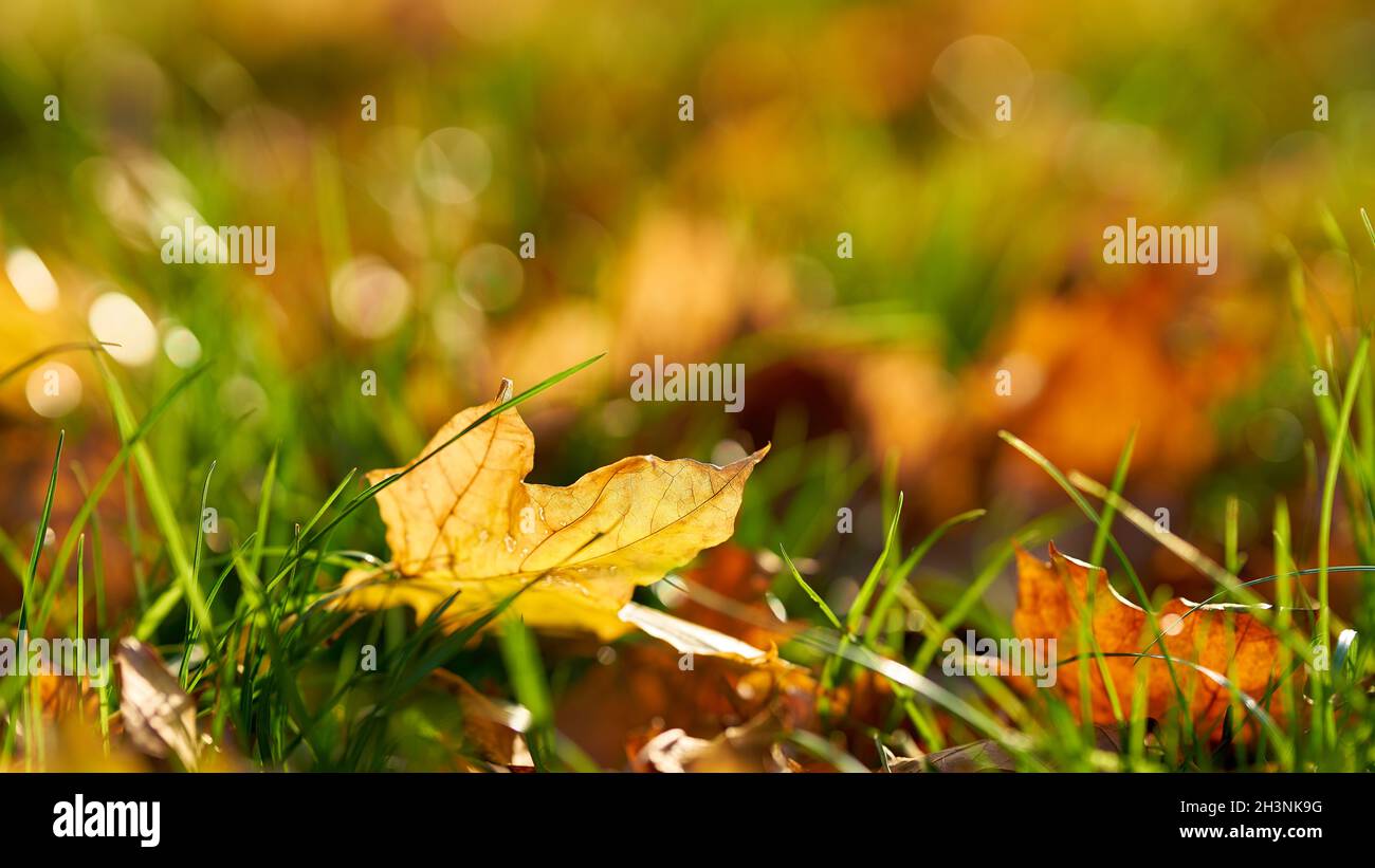 Feuilles aux couleurs automnales colorées sur une prairie en automne Banque D'Images