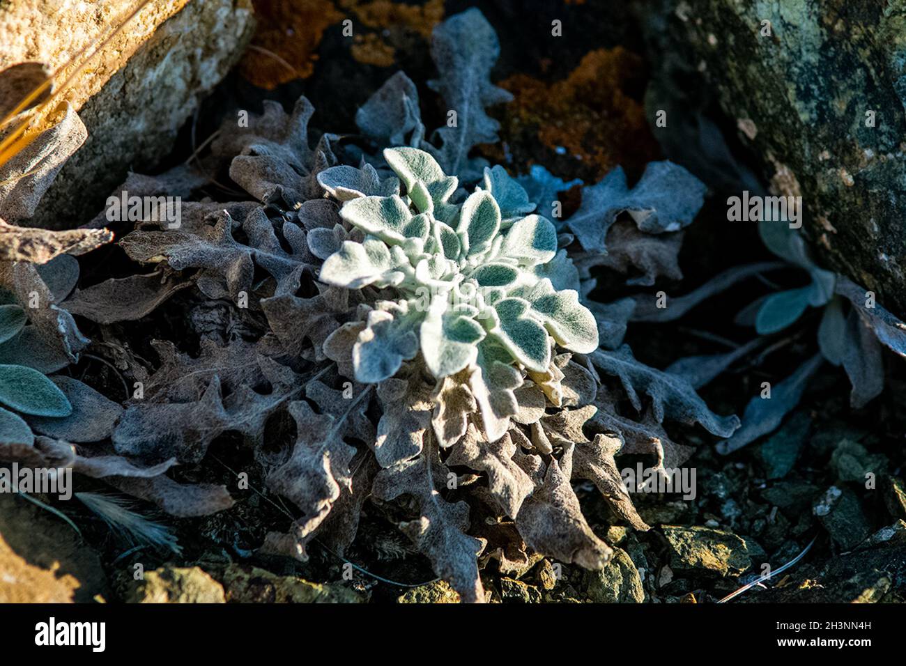 Plantes dans la prairie en Altaï. Herbes et fleurs de l'Altaï. Banque D'Images