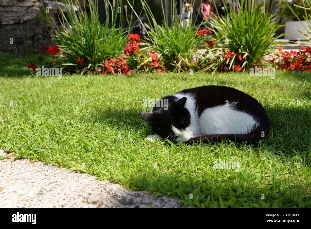 Un chat dort sur l'herbe d'un parc. Banque D'Images