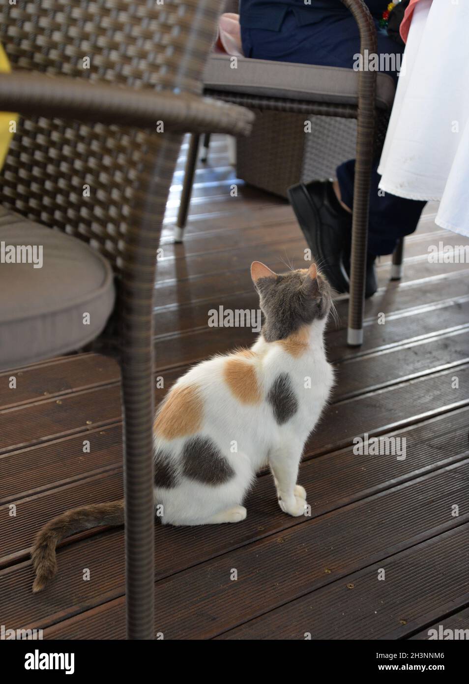 Un chat s'assoit sous la table, demandant de la nourriture. Banque D'Images