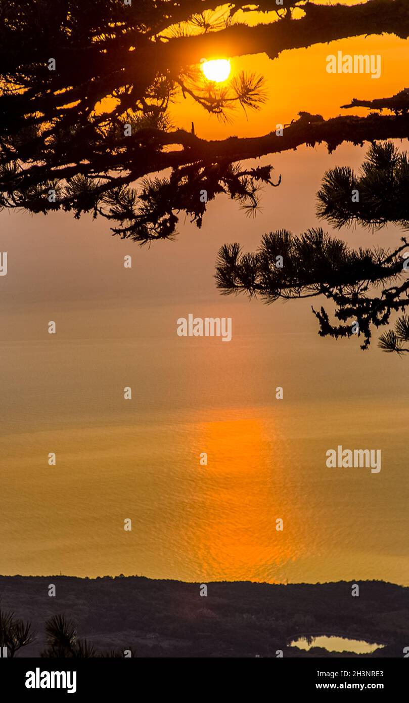 Coucher de soleil sur le pin et la mer. Banque D'Images