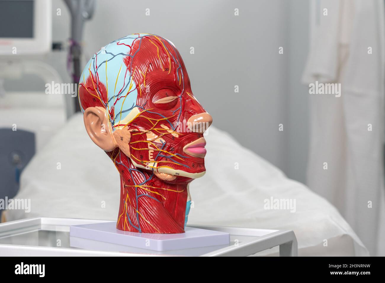 Modèle anatomique artificiel de la tête en clinique de cométologie.La maquette du visage pour usage médical Banque D'Images