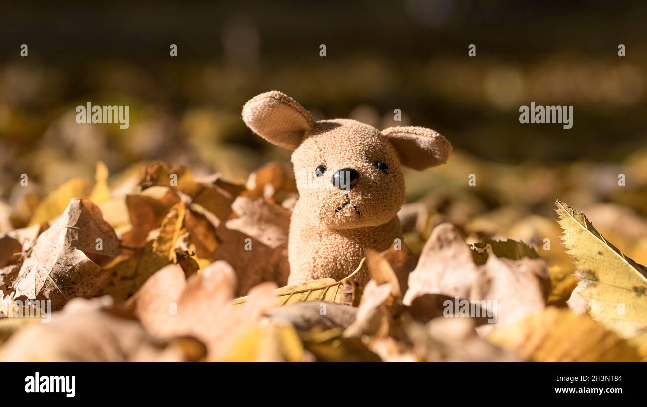 Drôle mignon petit chien en peluche s'asseoir sur des feuilles jaunes dans la forêt d'automne Banque D'Images