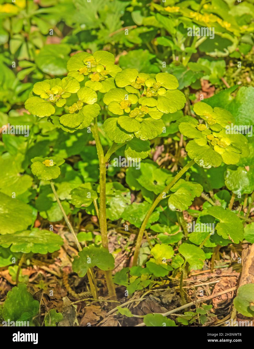 Saxifrage doré Ã feuilles alternées 'Chrysosplenium alternifolium' Banque D'Images