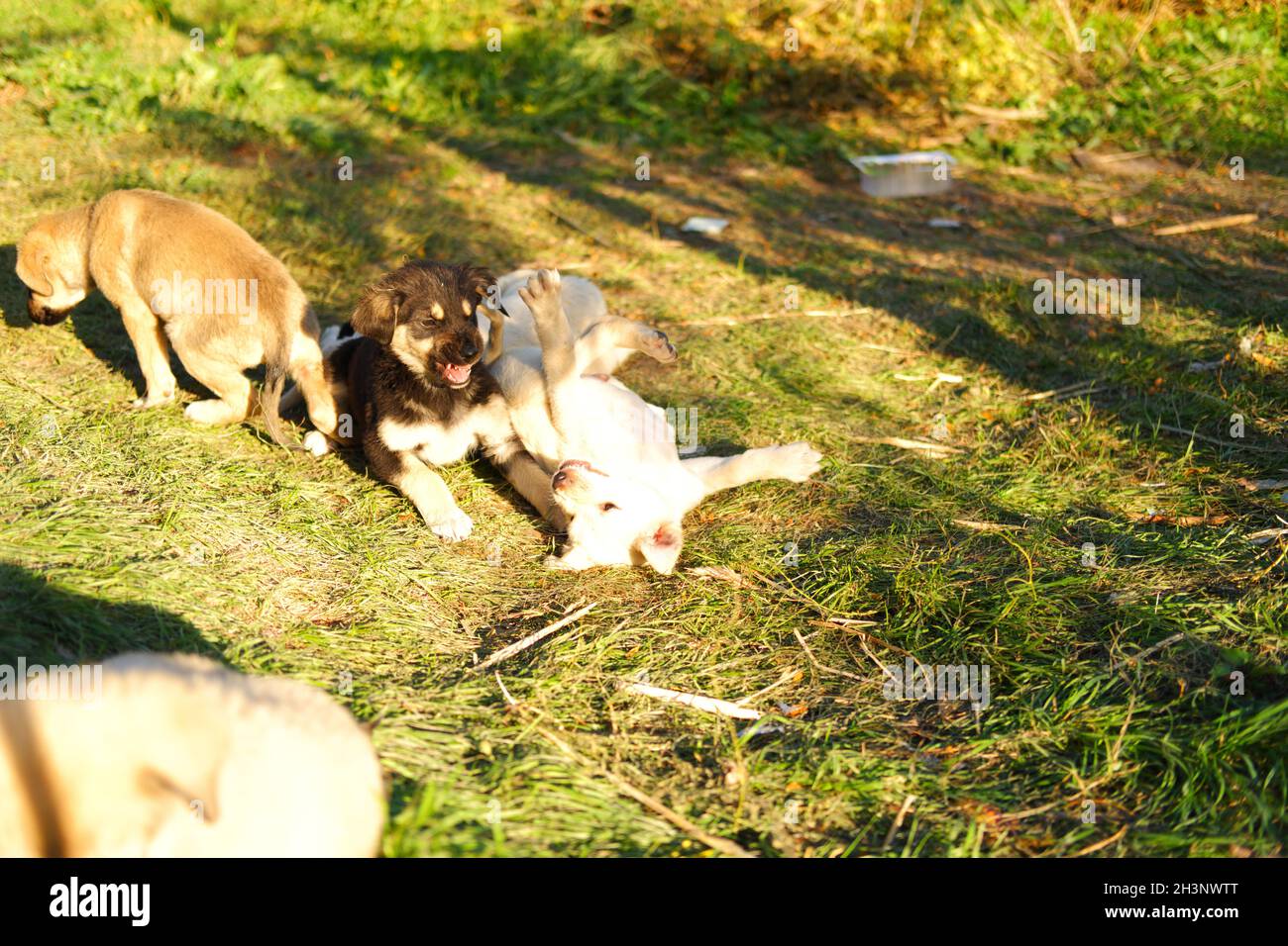 Petits chiens de chiot jouant sur l'herbe à l'extérieur Banque D'Images