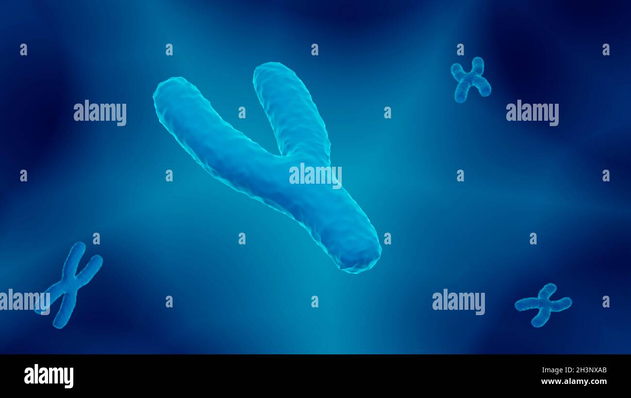 Chromosome y, illustration Banque D'Images