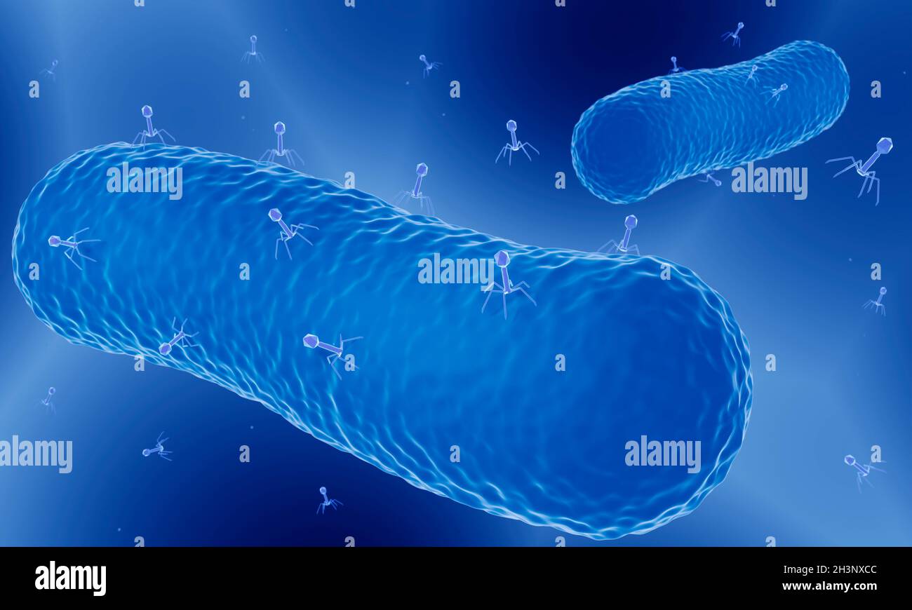Phage Therapy, illustration Banque D'Images