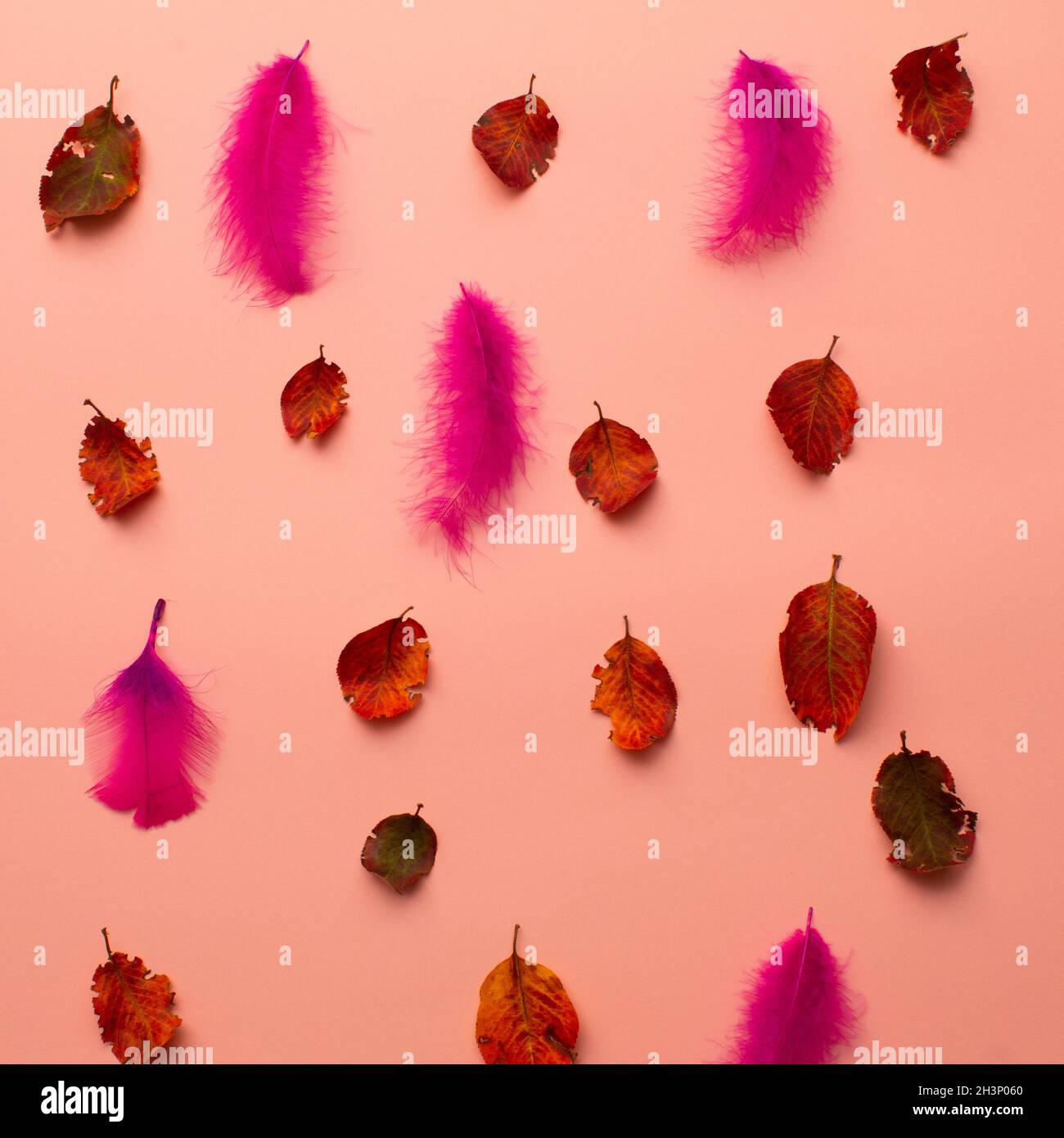 Chute de feuilles et de plumes.Concept minimaliste avec éléments d'automne sur fond rose pastel. Banque D'Images