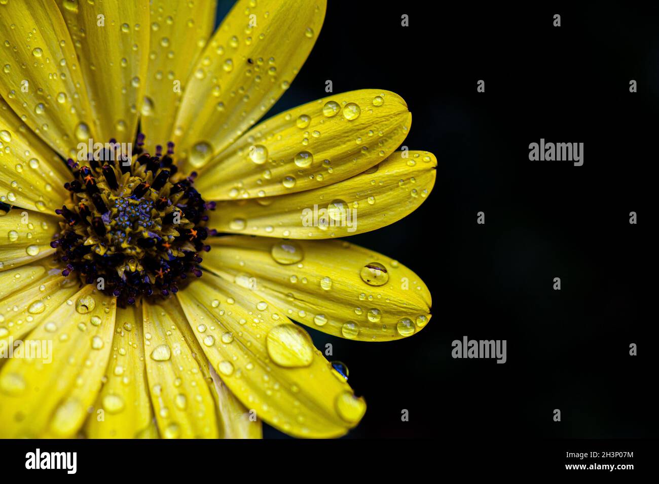 Gouttes de pluie transparentes sur les pétales d'une fleur de Marguerite jaune gros plan au soleil Banque D'Images