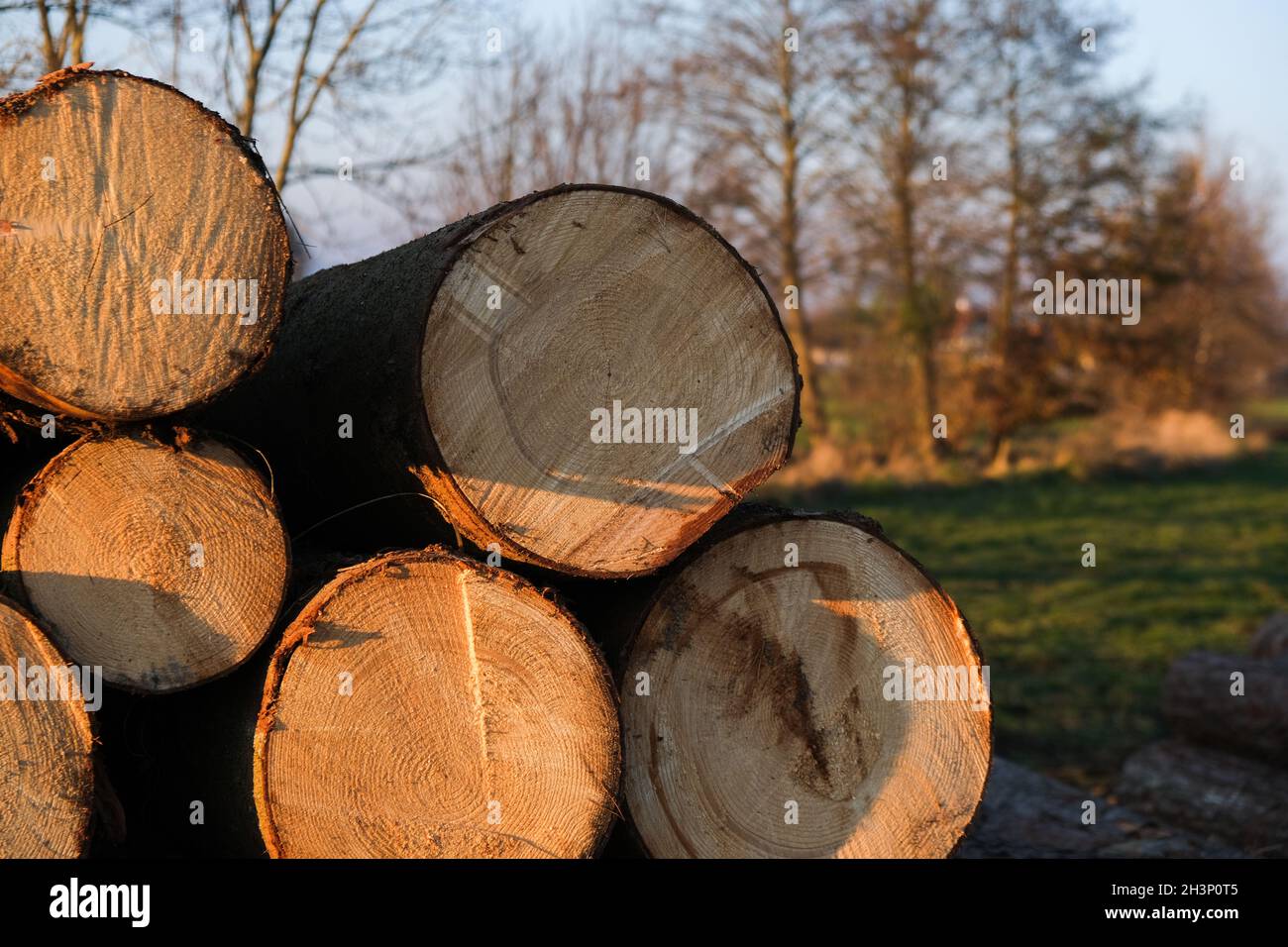 Troncs d'arbres coupés en spirale pour le commerce du bois sur un terrain Banque D'Images