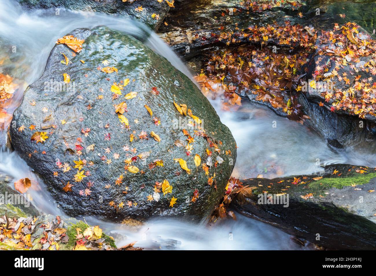 Magnifique ruisseau et feuilles mortes en automne Banque D'Images