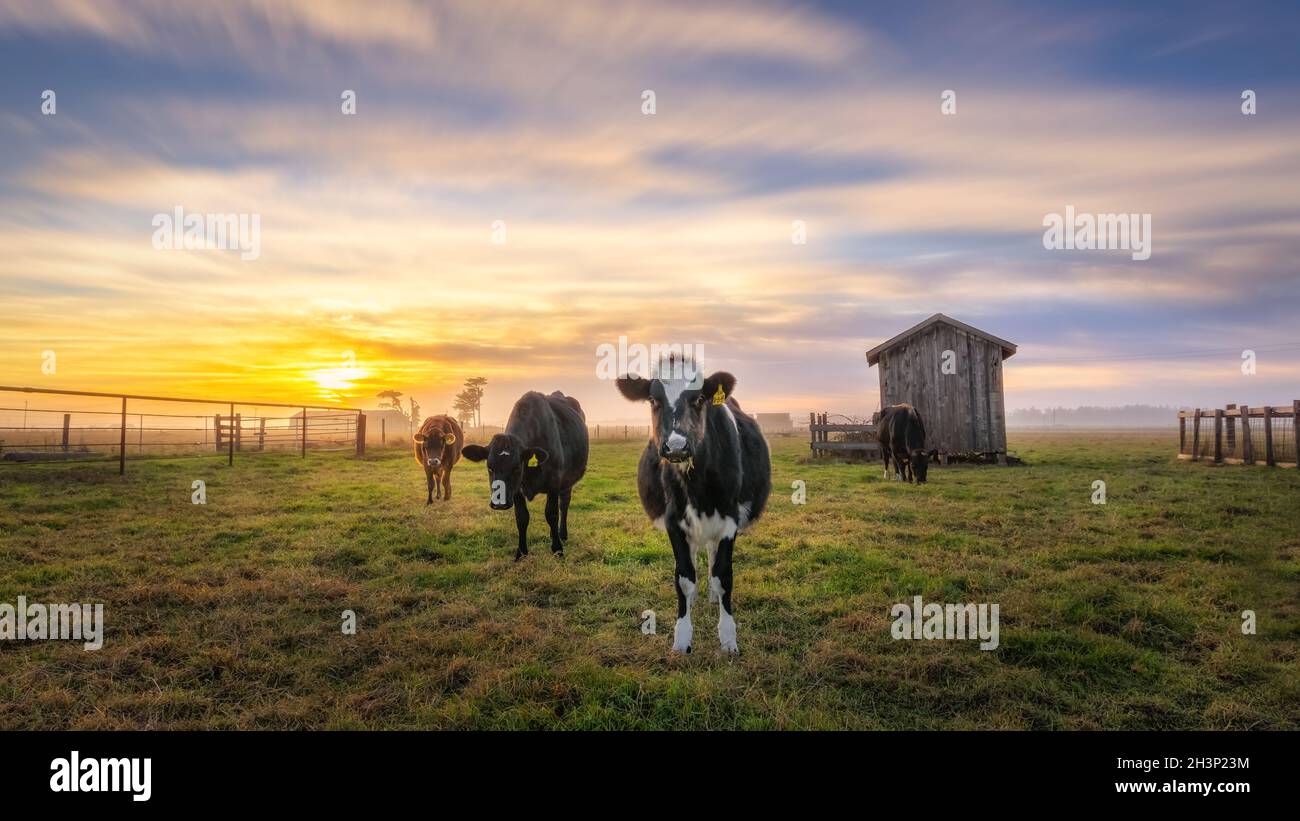 Vaches dans un ranch laitier sous le coucher du soleil Banque D'Images