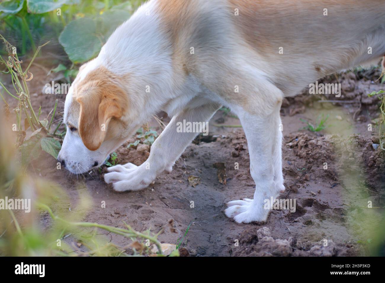 White Street Dog Behind Green Fence Walking sur terrain boueux Banque D'Images