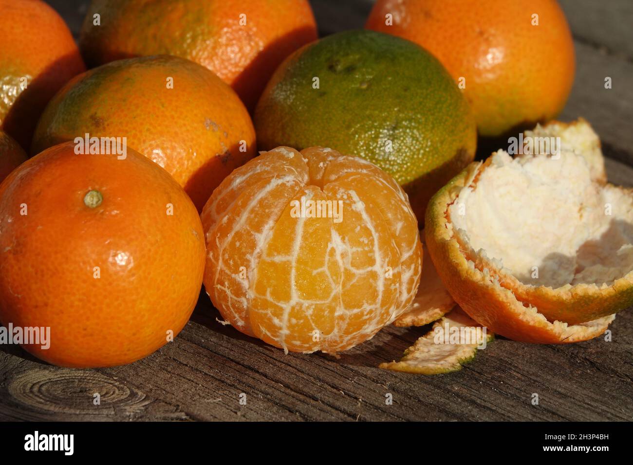 Agrumes x aurantium Hernandina.Clementine, Citrus x clémentina Banque D'Images