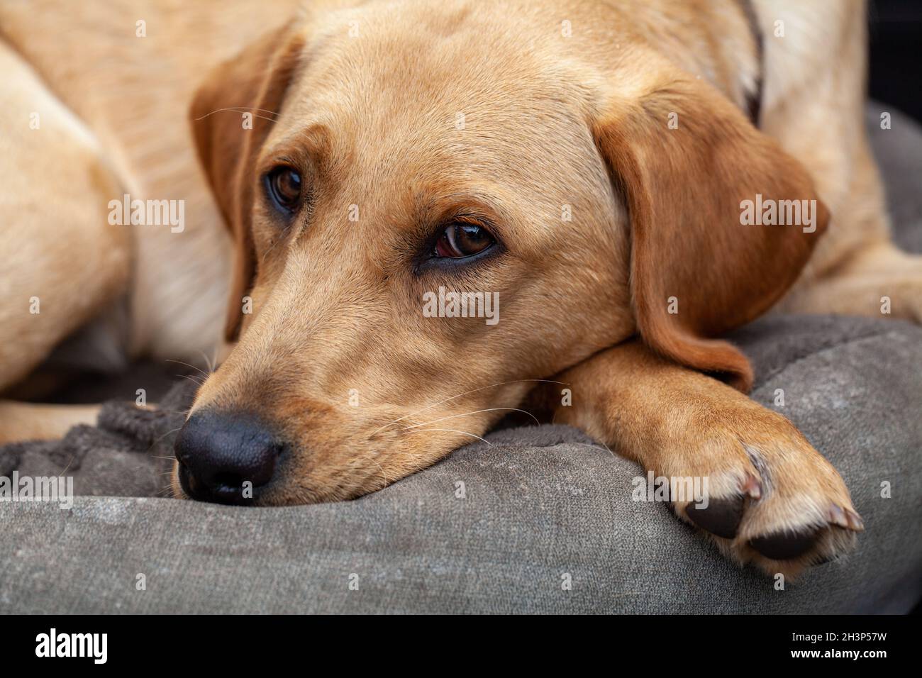Portrait blond labrador Banque D'Images