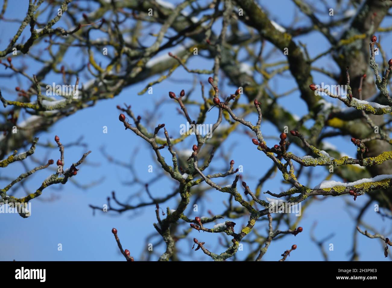Aesculus hippocastanum, châtaigne de cheval, en hiver Banque D'Images