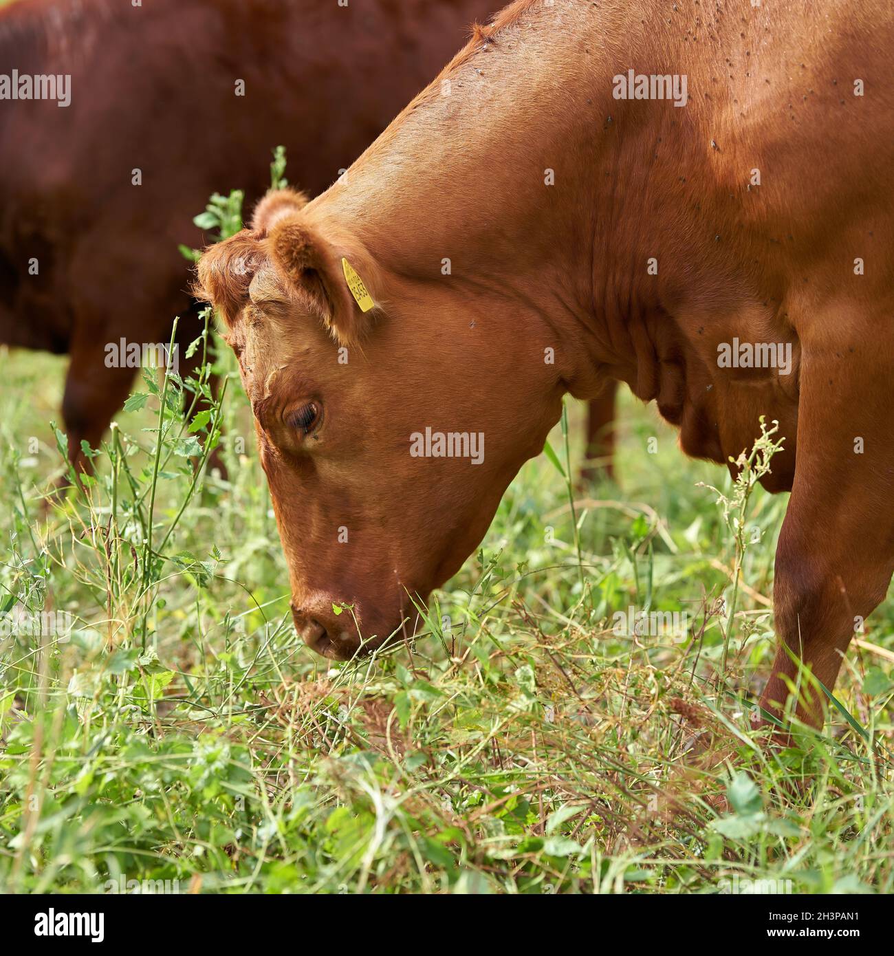 Vaches utilisées pour l'entretien du paysage dans la réserve naturelle de Zuwachs-Kuelzauer Forst sur l'Elbe Banque D'Images