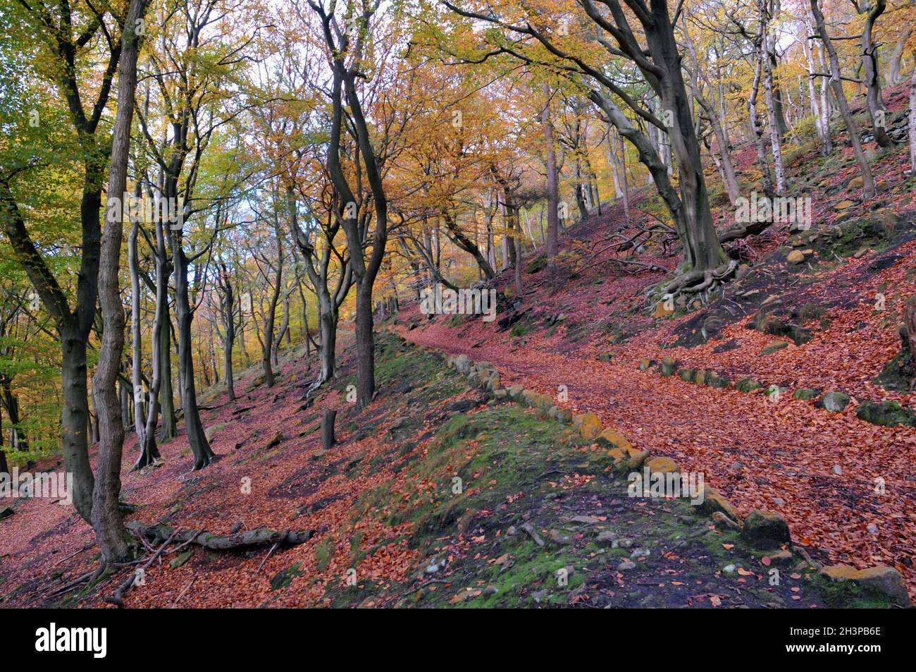Sentier éclairé par le soleil à côté de pierres couvertes de mousse dans les bois d'automne avec des feuilles orange et dorées contre des arbres sombres dans le colden va Banque D'Images