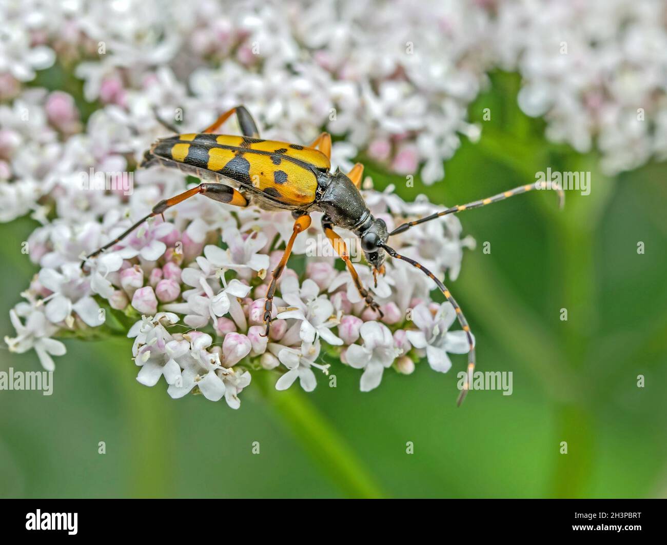 Coléoptère noir et jaune de longhorn 'Strangalia maculata' Banque D'Images
