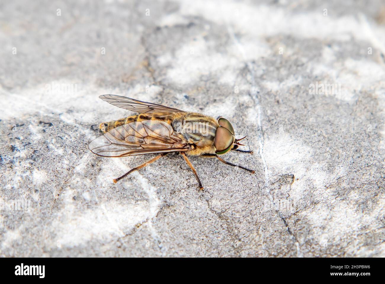 Mouche à cheval brun à oeilleton 'Tabanus bromius' Banque D'Images