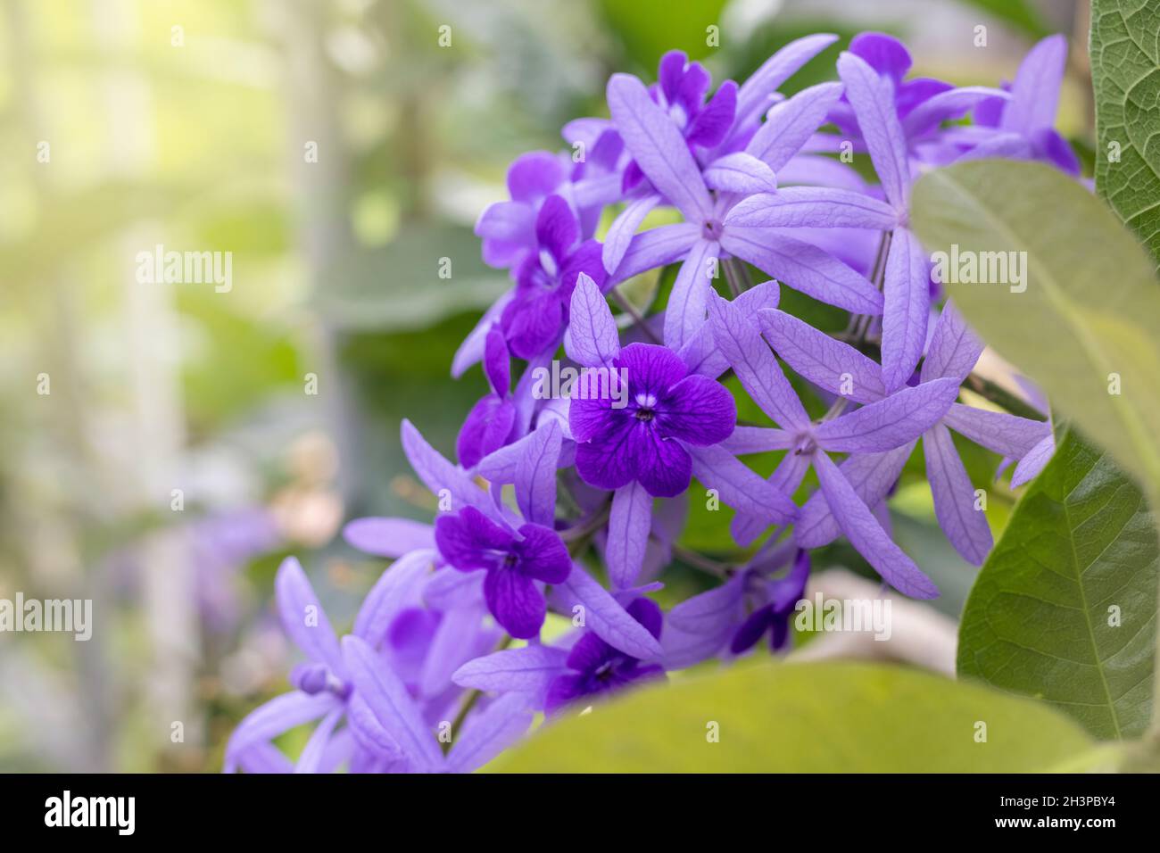 Fleurs de couronne violettes dans le jardin Banque D'Images