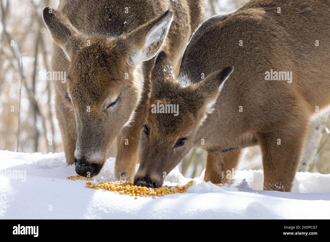 Le cerf de Virginie de petite taille mange du maïs Banque D'Images