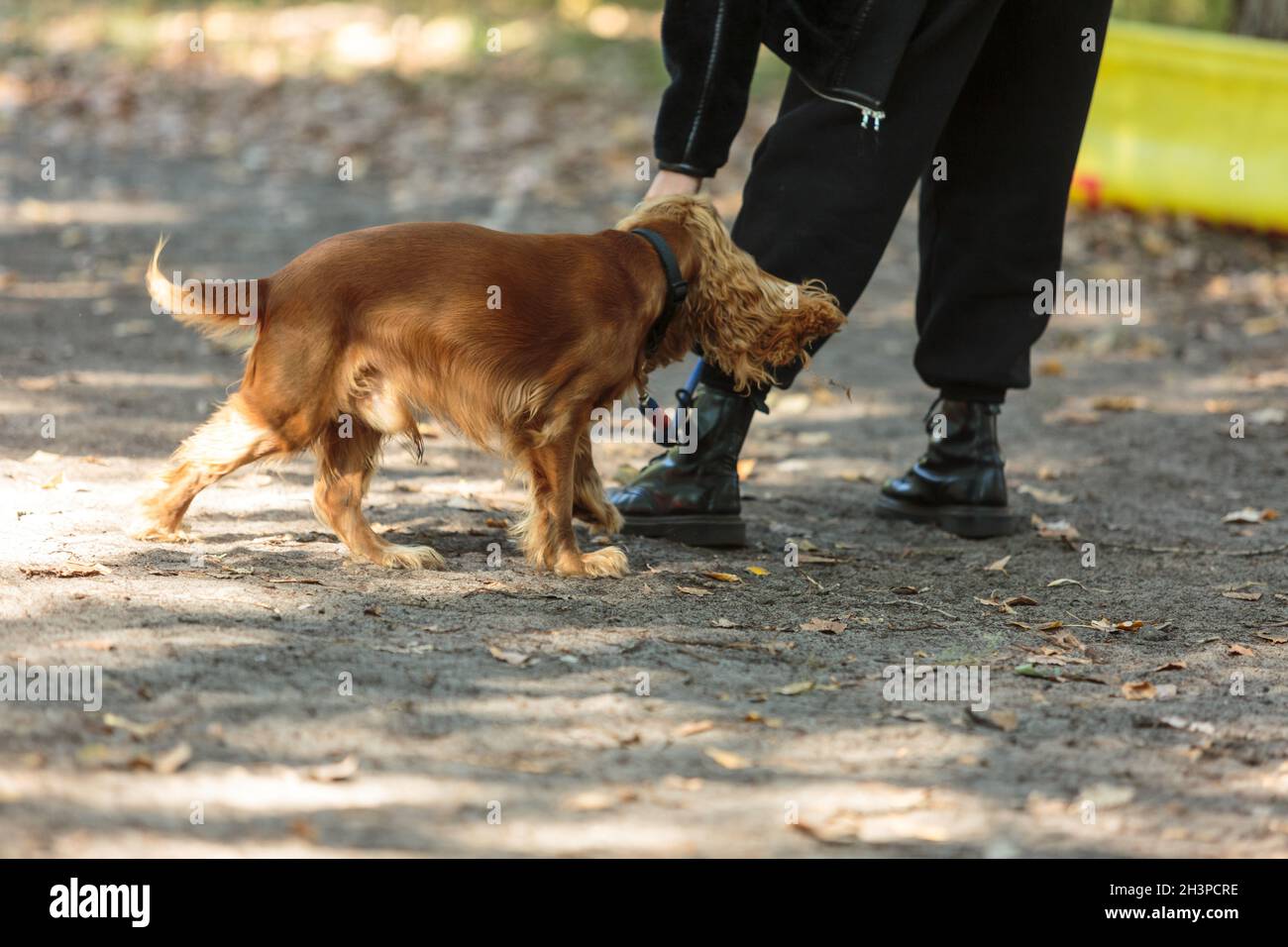 Femme marchant avec un chien de spaniel rouge dans le parc.Un spaniel anglais en formation avec son propriétaire à l'extérieur. Banque D'Images