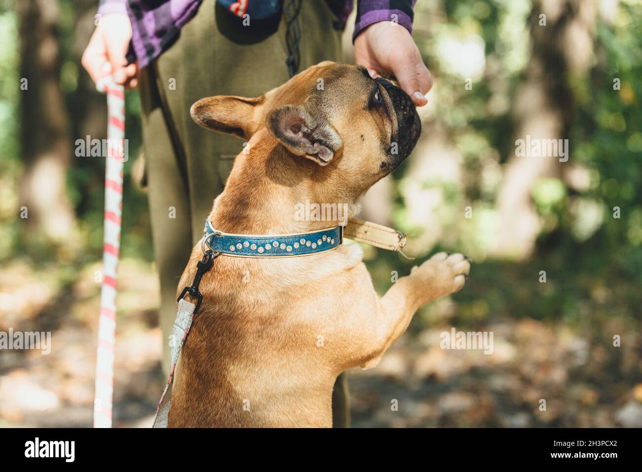 Portrait du chiot en boudogue français dans le parc.Drôle, mignon boudogue souriant sur la marche, l'entraînement.Le propriétaire enseigne à un chien à faire des commandes comme s'asseoir, rester, Banque D'Images