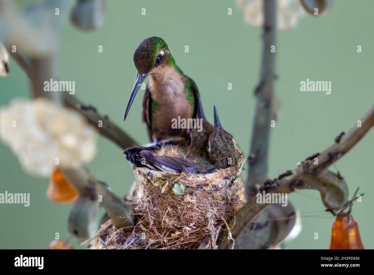 Hummingbird avec ses oisillons Banque D'Images