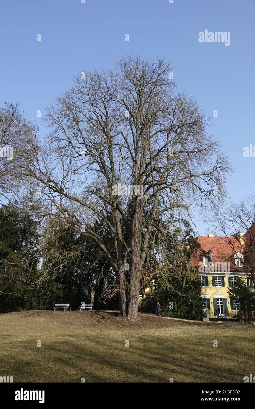 Aesculus hippocastanum, marronnier Banque D'Images