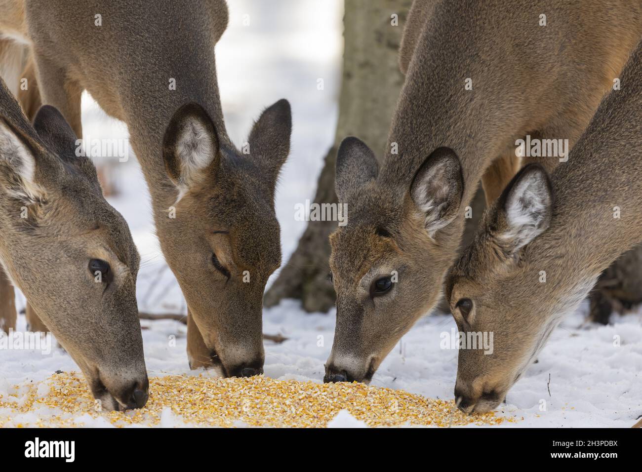 Les petits troupeaux de petits débarrains à queue blanche mangent du maïs Banque D'Images
