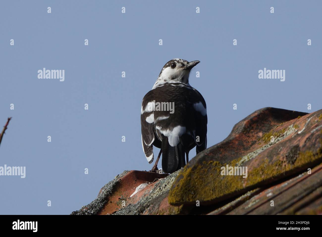 Turdus merula, Blackbird, Leucisme Banque D'Images