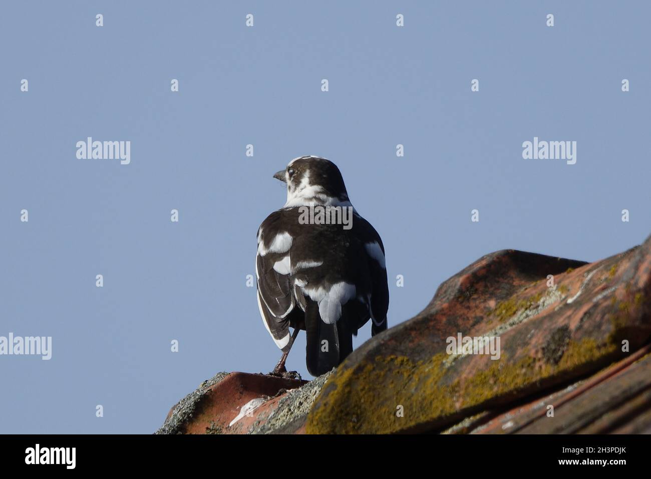 Turdus merula, Blackbird, Leucisme Banque D'Images