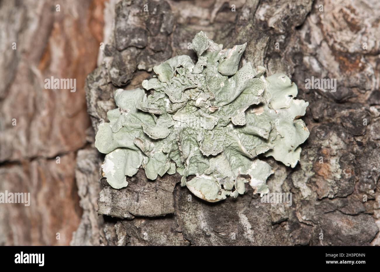 Lichen de protection commune (Flavoparmelia caperata) poussant sur un pin.Organismes composites non liés aux plantes qui sont trouvés dans le monde entier. Banque D'Images