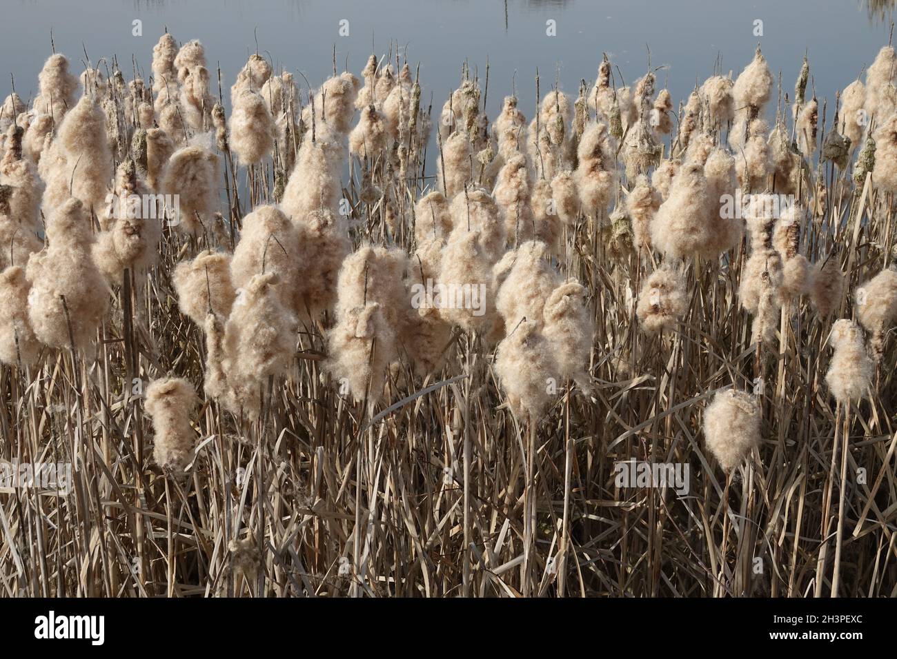Typha latifolia, courant de ruée Banque D'Images