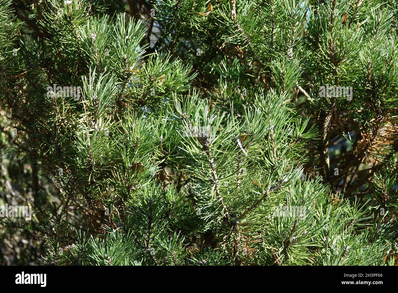 Pinus mugo ssp. Rotundata, pin tourbière Banque D'Images