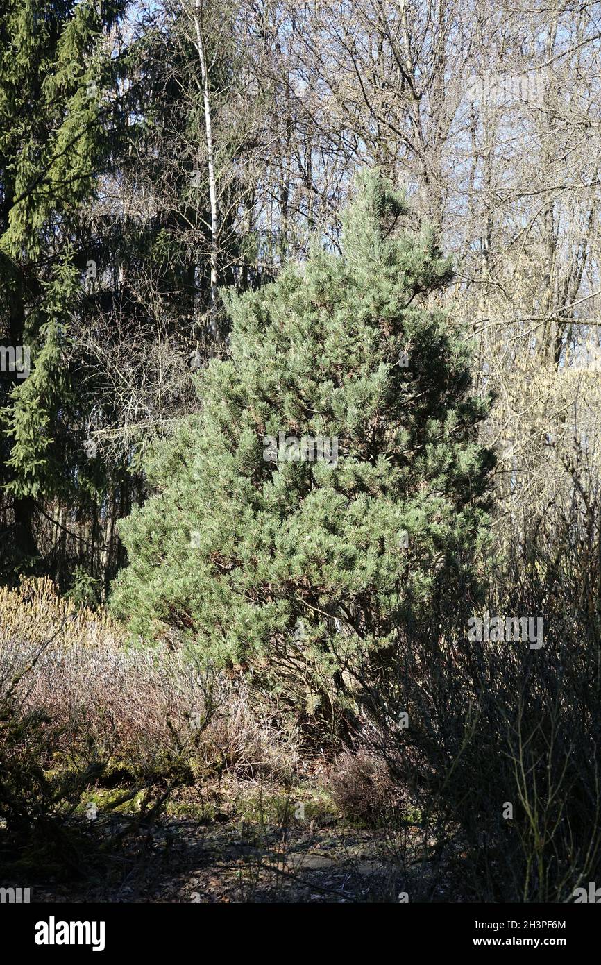 Pinus mugo ssp. Rotundata, pin tourbière Banque D'Images