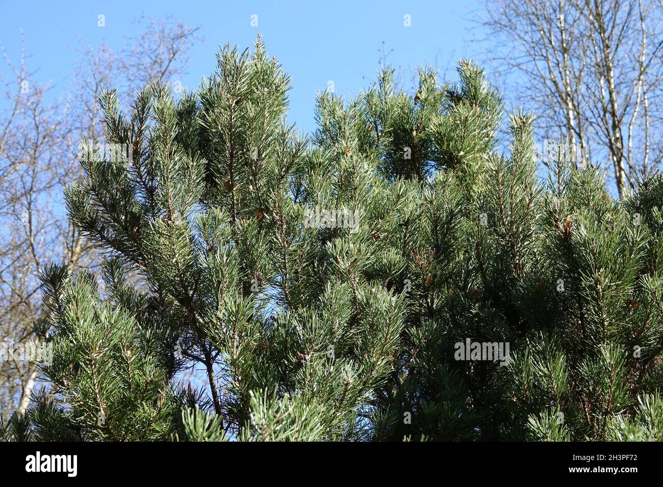 Pinus mugo ssp. Rotundata, pin tourbière Banque D'Images