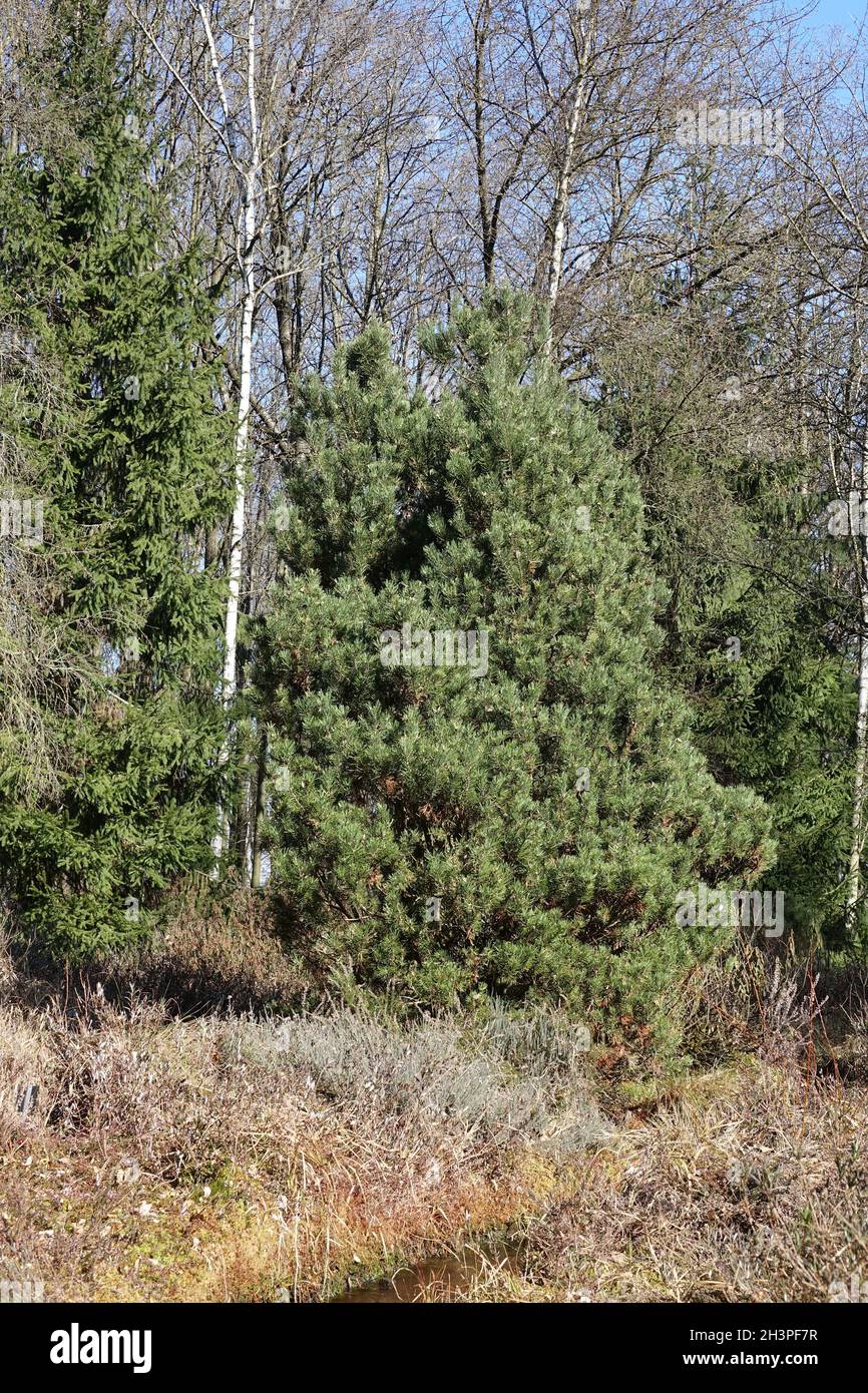 Pinus mugo ssp. Rotundata, pin tourbière Banque D'Images