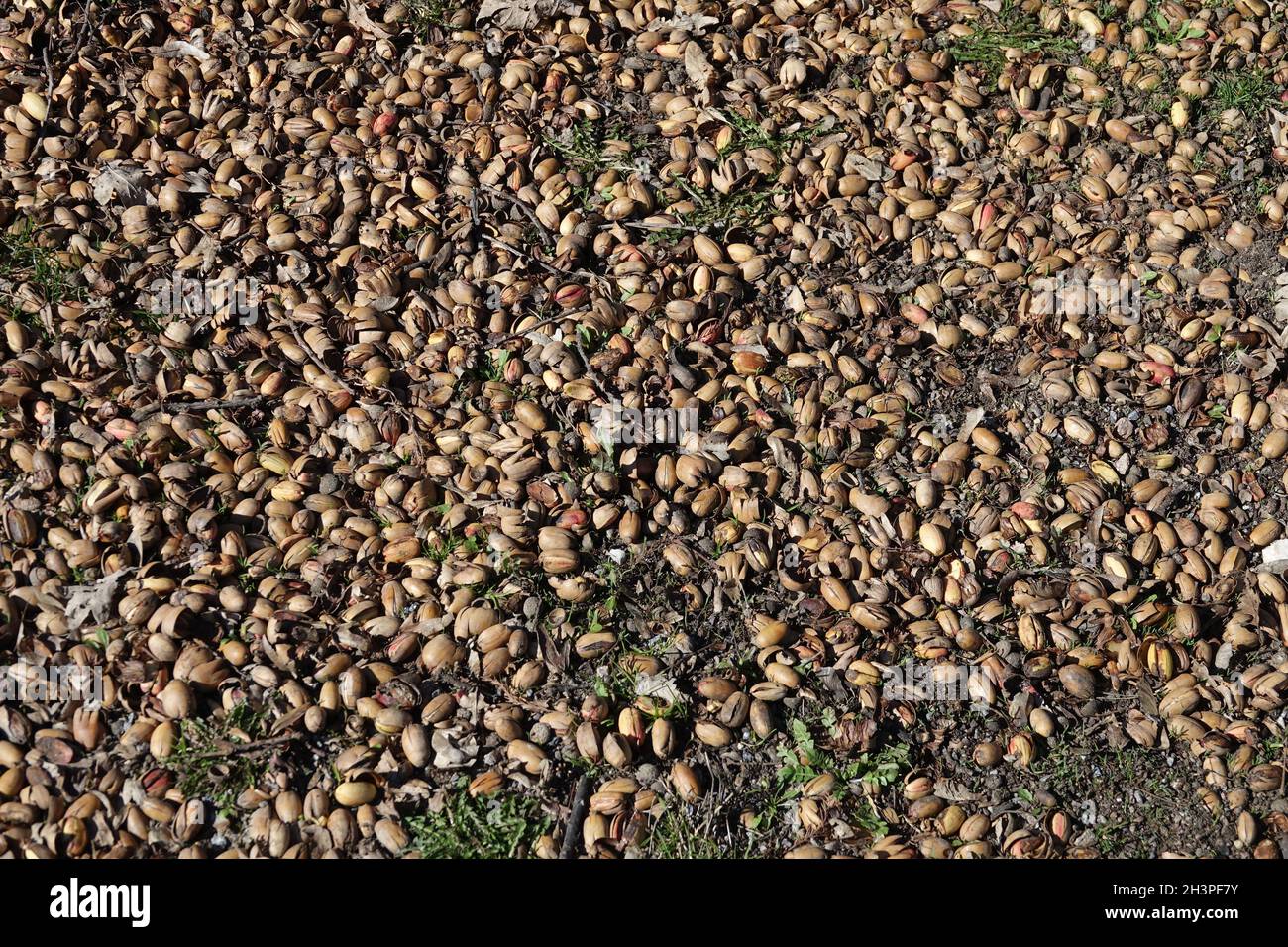 Quercus robur, chêne allemand, glands Banque D'Images