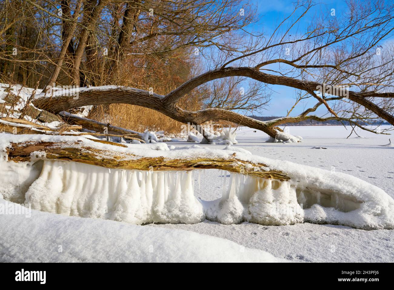 Lac gelé avec saules par une journée froide d'hiver dans le nord de Magdebourg en Allemagne Banque D'Images