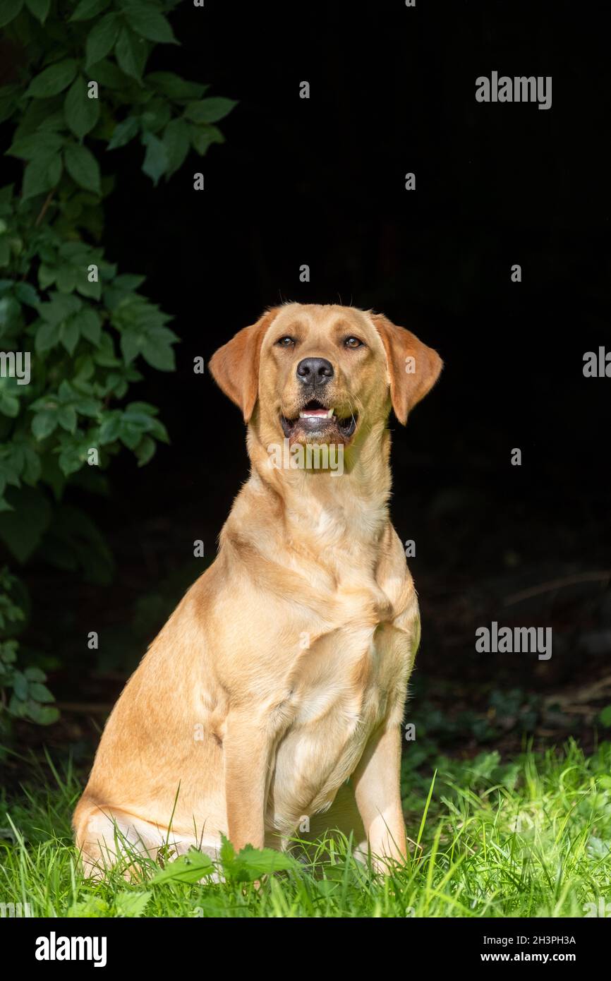 Gros plan de Labrador Retriever, dorant sur de l'herbe verte dans un parc ou un jardin, regardant vers le haut, collier de chien, éclairé par su Banque D'Images