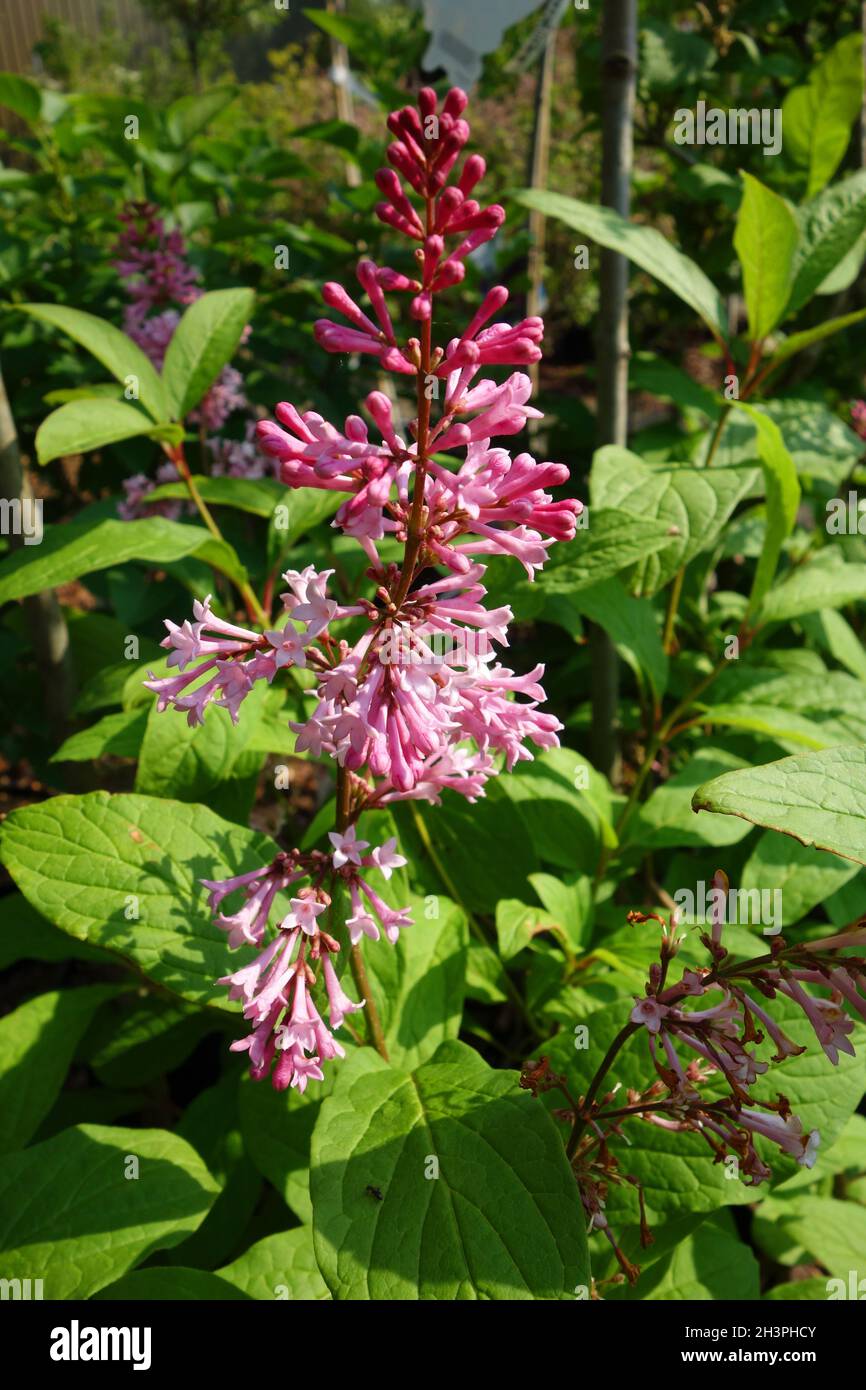 Lilas de Komarov en fleurs Banque D'Images