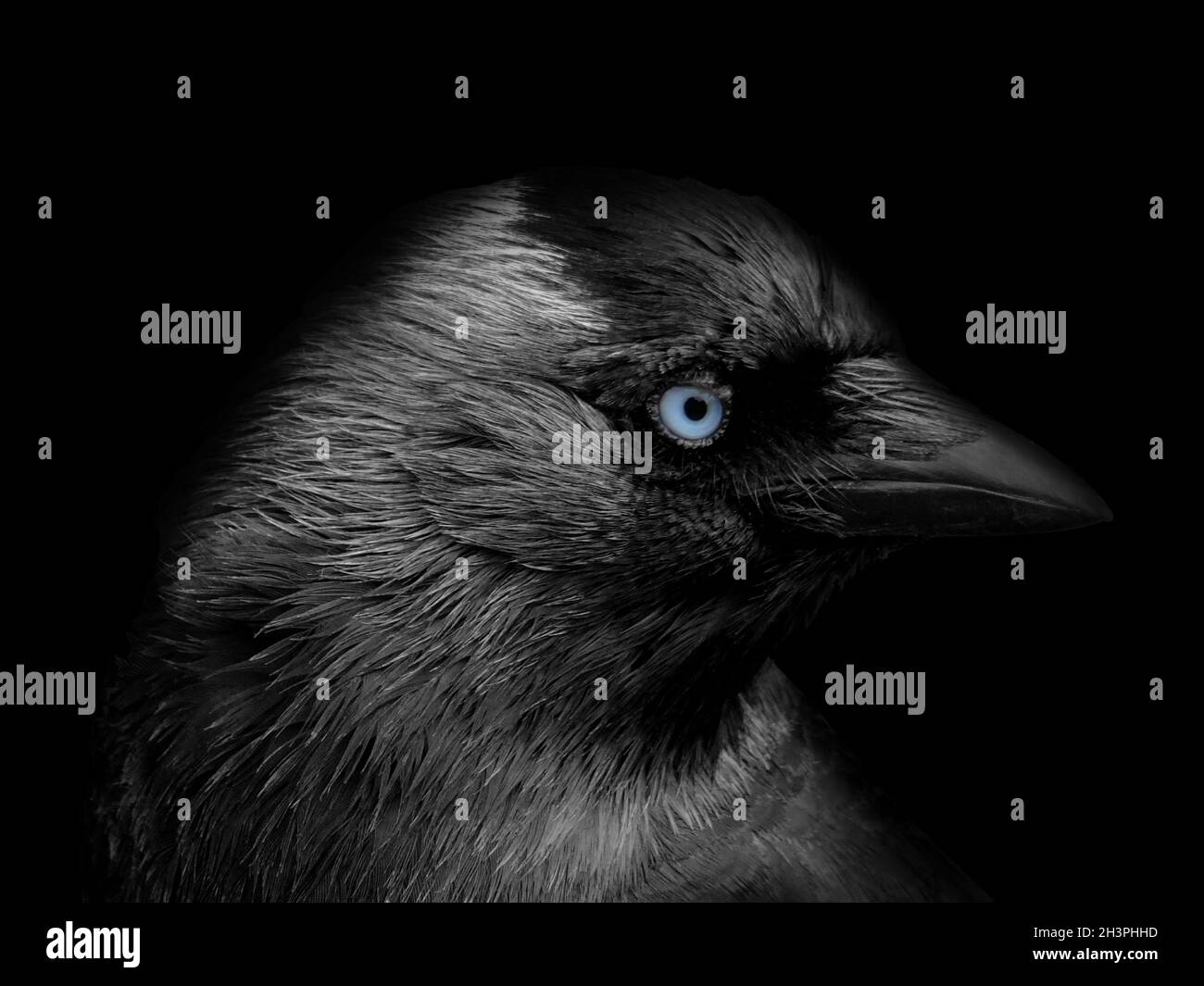 Gros plan d'une tête de jackdaw en profil avec des yeux bleus sur un fond noir Banque D'Images