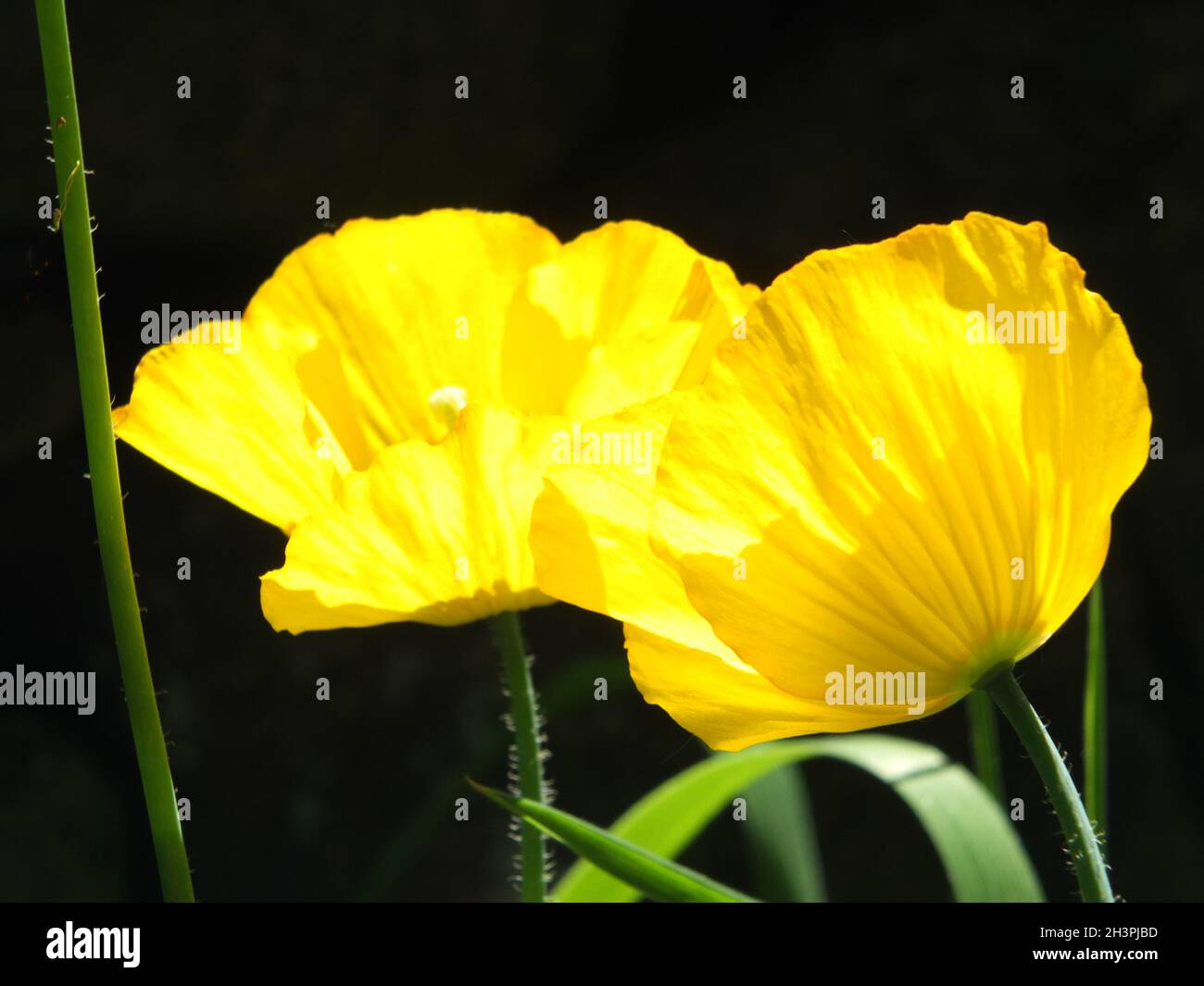 Gros plan de deux fleurs de pavot gallois jaune vif sur fond noir Banque D'Images