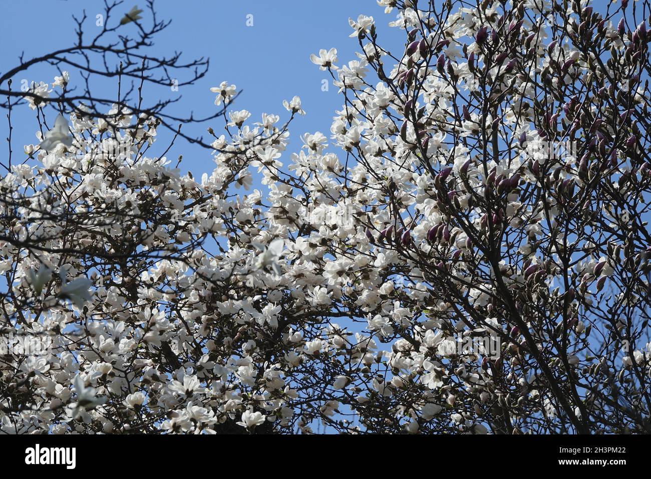 Magnolia salicifolia, magnolia saule Banque D'Images