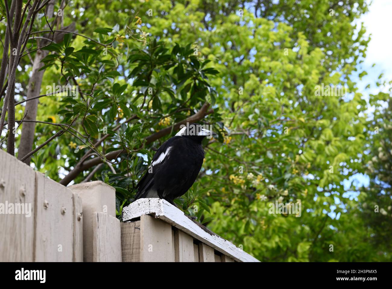 Magpie australienne calmement perchée sur une clôture en bois blanc, avec des arbres verts verdoyants en arrière-plan Banque D'Images