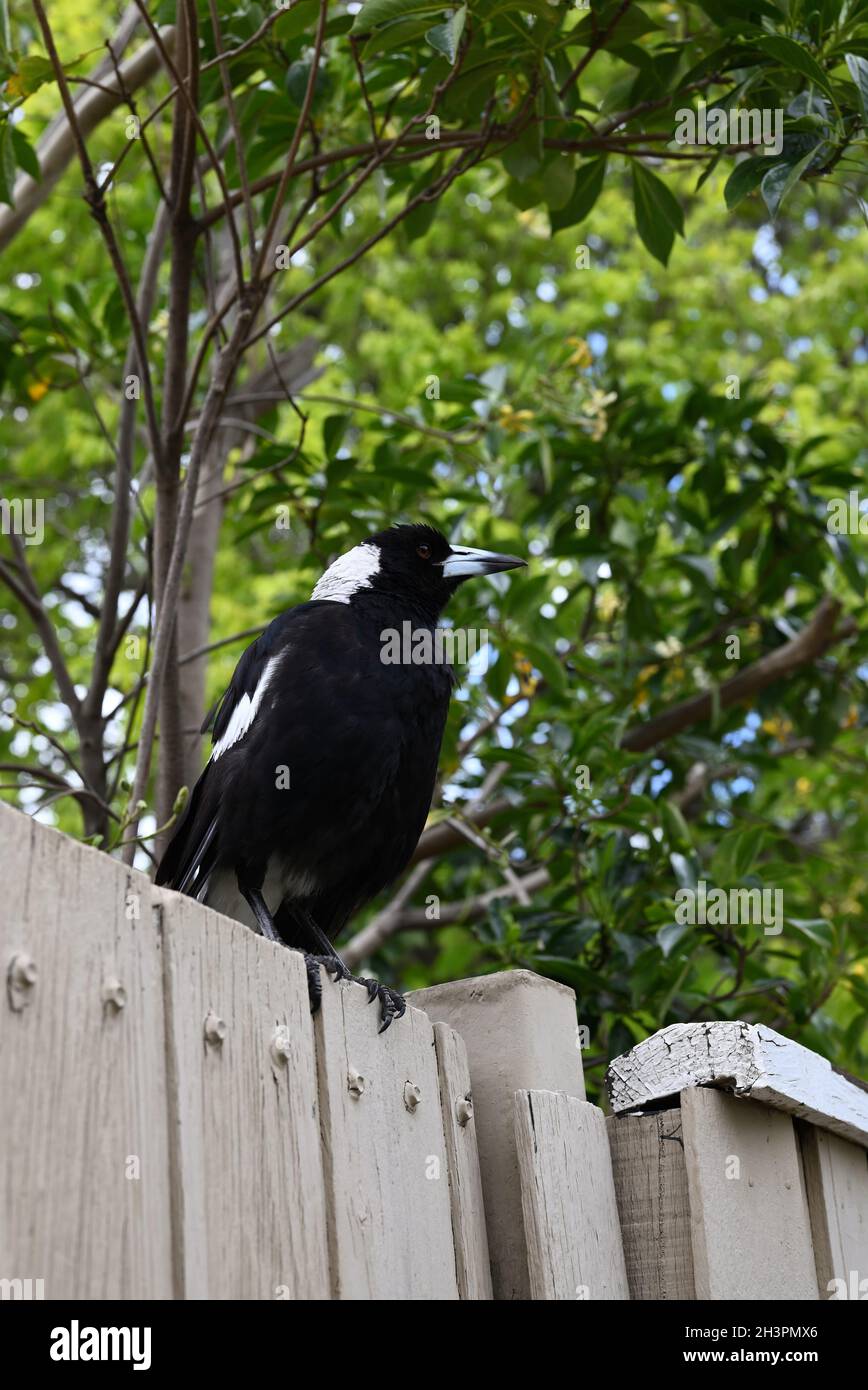 Alert magpie australienne, perchée sur une clôture en bois blanc, en regardant au loin Banque D'Images